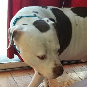 Meet your Posher, Abel